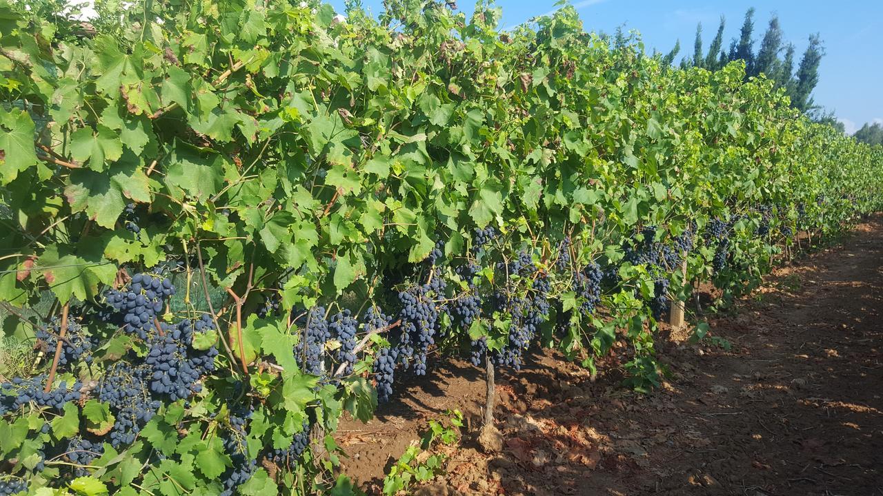 סנטה מריה לה פלמה Agriturismo Sa Pramma מראה חיצוני תמונה